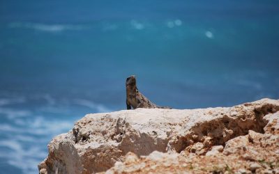 Excursions au Mexique – Admirer Las Coloradas