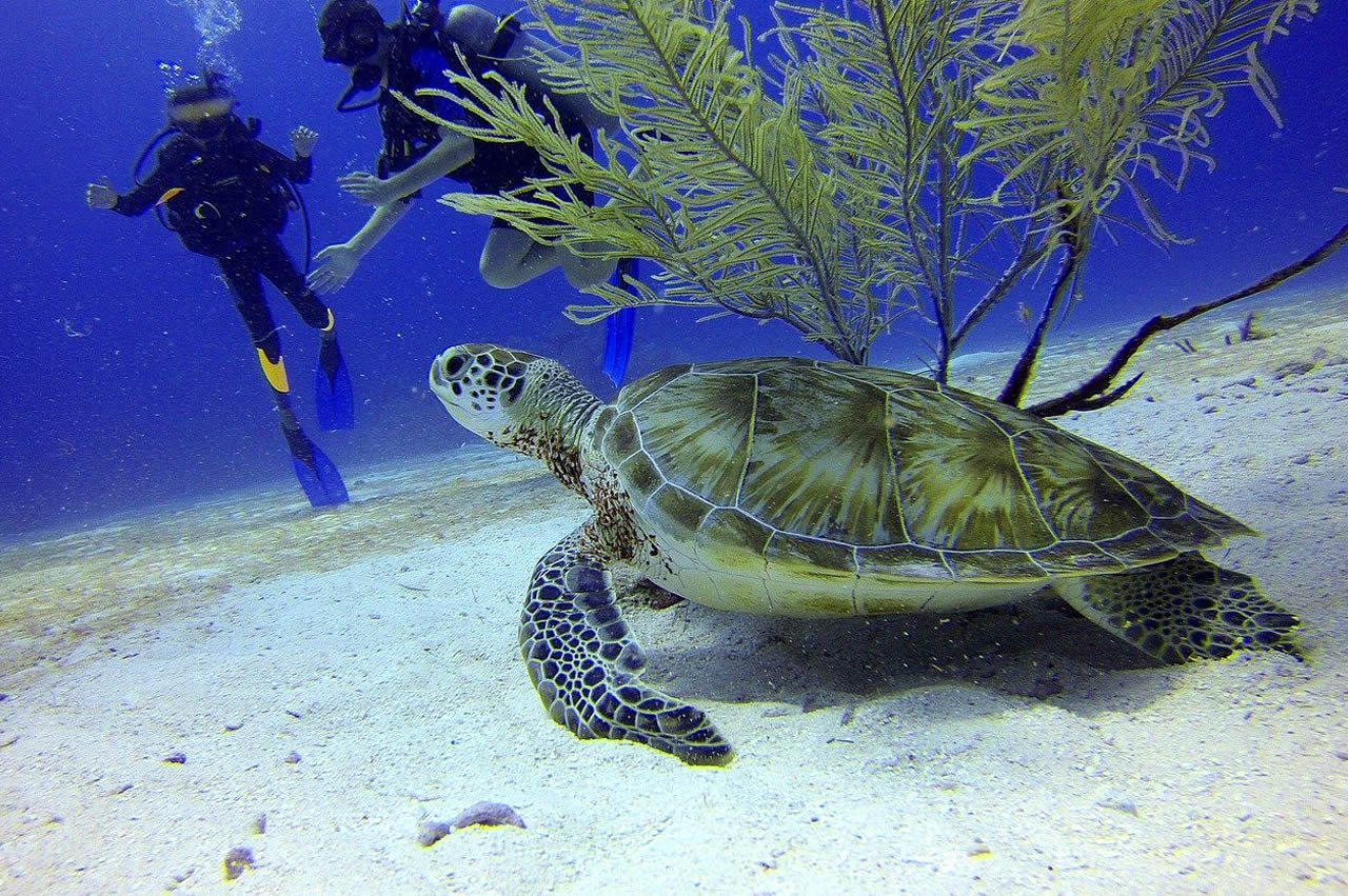 Excursion :-la Péninsule du Yucatan