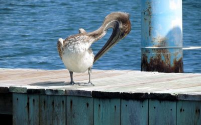 Excursions au Mexique – Excursion : le site de Tulum