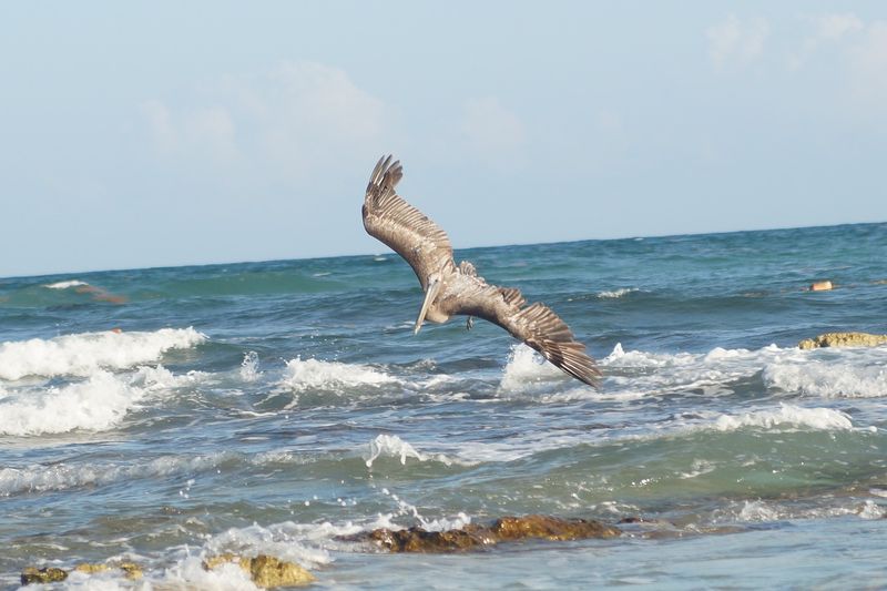 Excursions au Mexique – Guide excursion : Holbox