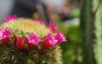 Excursions au Mexique – Informations sur Las Coloradas