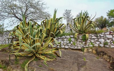 Excursions au Mexique – Parcourir Mérida